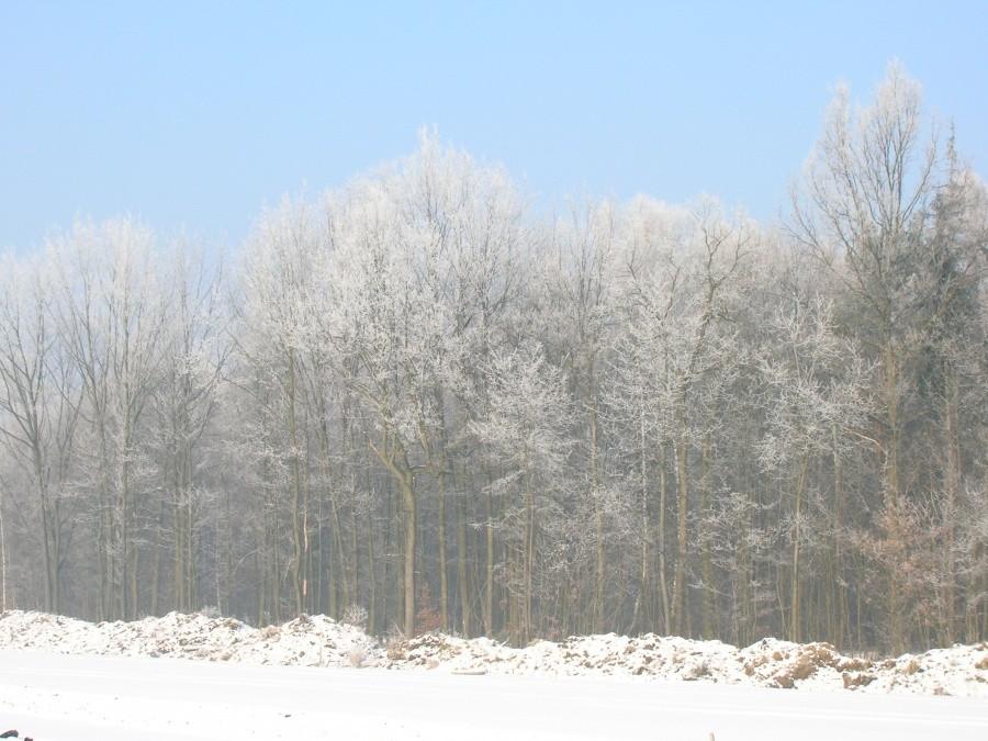 szadź