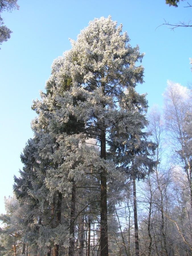 choina w szadzi :)