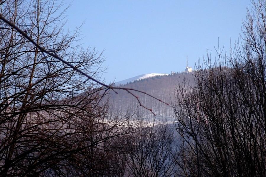 Żar zza krzaczorów
