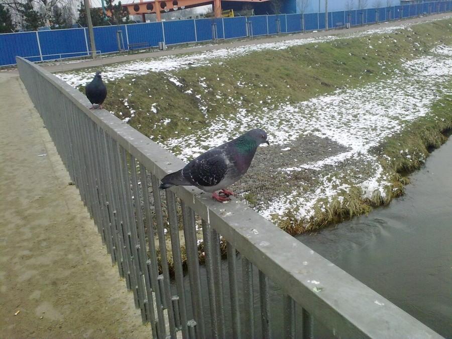 Odważny gołąb
