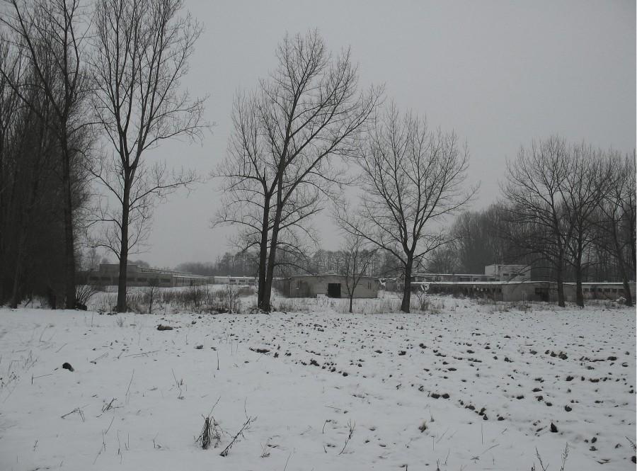 Dawidy - opuszczone chlewnie