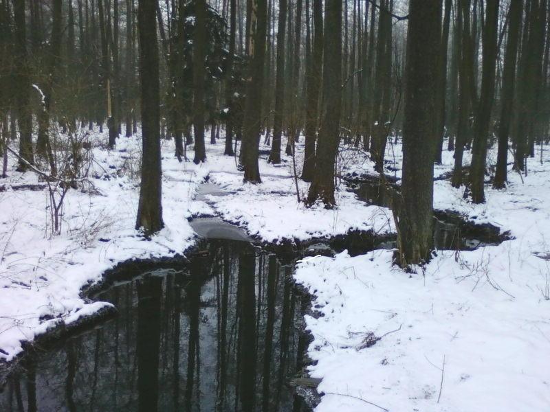 Bagienko