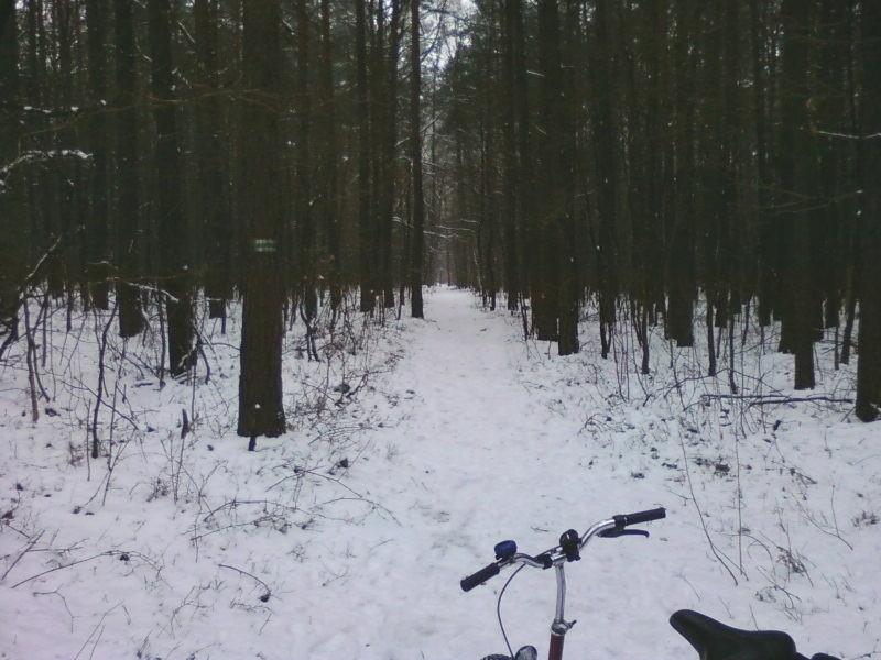 Leśna ścieżka