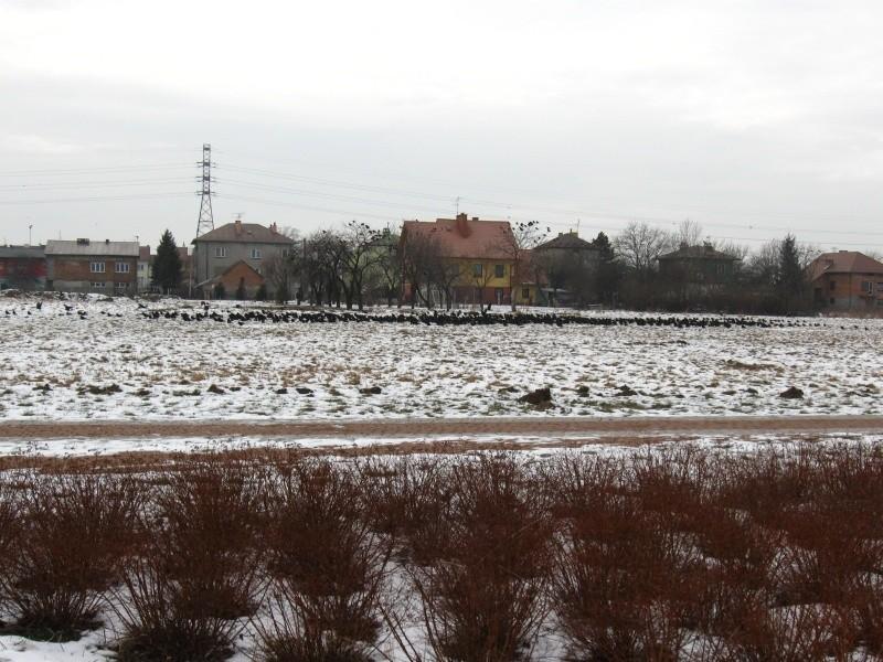 Zlot ptaszysk koło katedry.