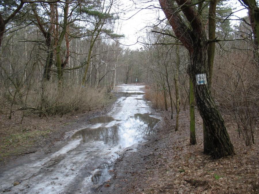 Las Młociński