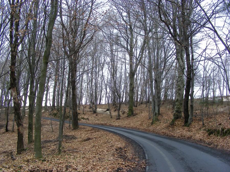 Podjazd przez las