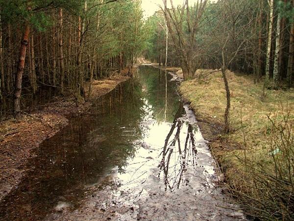 Tuz przed Toruniem niemila niespodzianka. W lesie panuja roztopy i sa miejsca, gdzie ciezko przejechac. Tutaj woda siegala do pedalow i musialem przedzierac sie dookola.