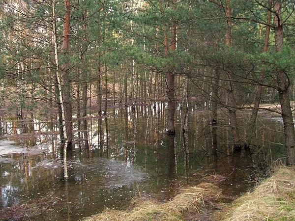 Ominac zalana sciezke nie bylo latwo - pod woda byly tez drzewa dookola.