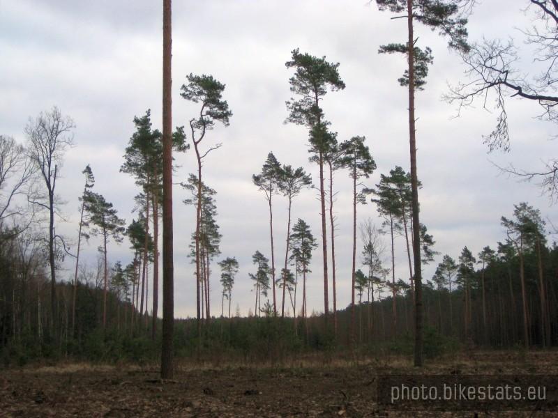 Niedawno był tu las. Coraz więcej łysych polan w Puszczy :-(