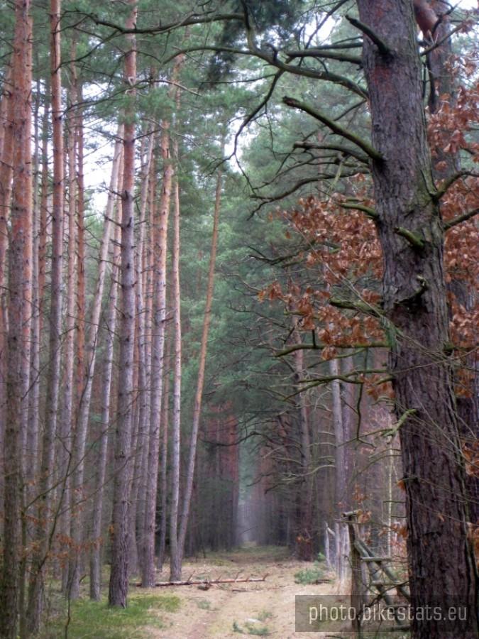 Leśne korytarze Puszczy Zielonki.