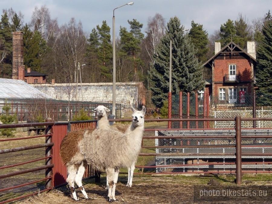 Lokatorki minizoo w Świerklańcu