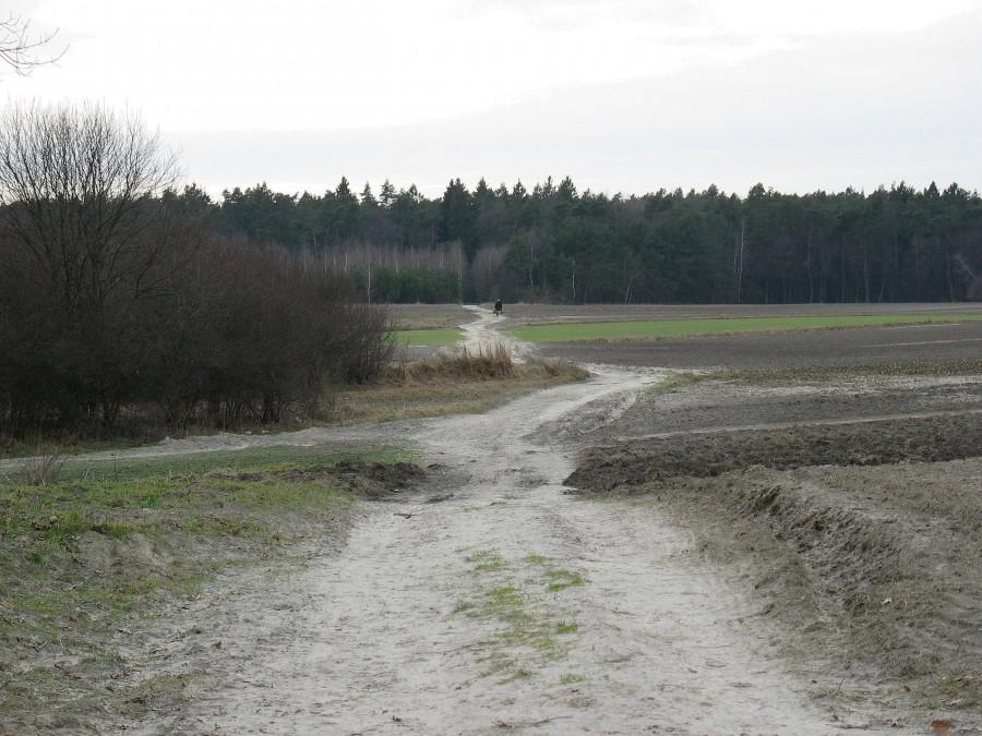 Las Kabacki - droga przez pola