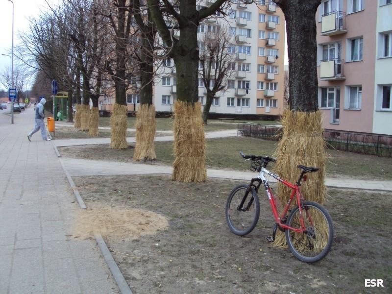 Chocholi taniec elbląskich drzew.