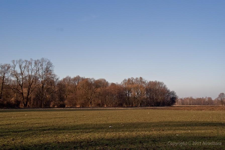 pierwsza zieleń
