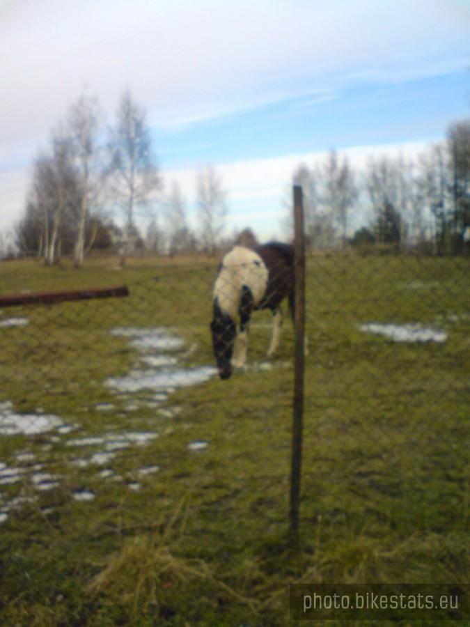 Koń w Gortatowie
