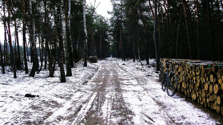 Las wzdłuż torów