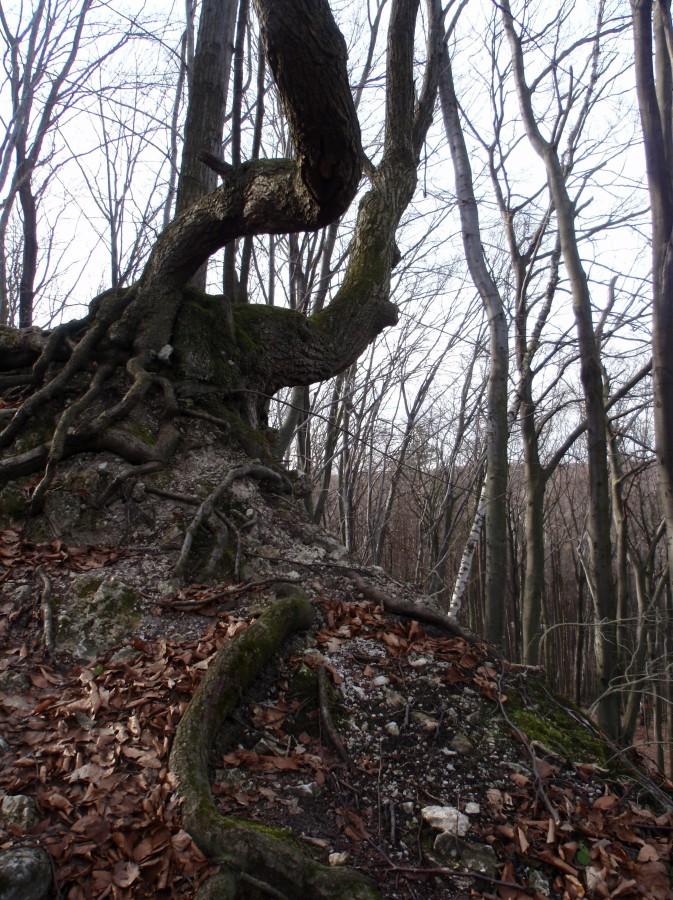 Drzewa w rezerwacie Ostręznik