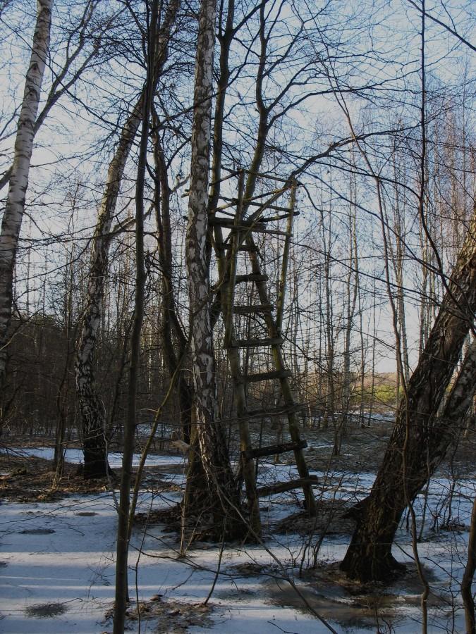 Zwyżka myśliwska k/Chojnowa
