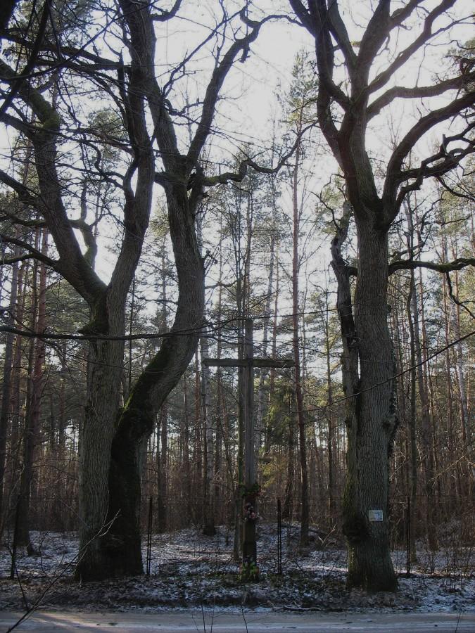 Dęby w Nowinkach