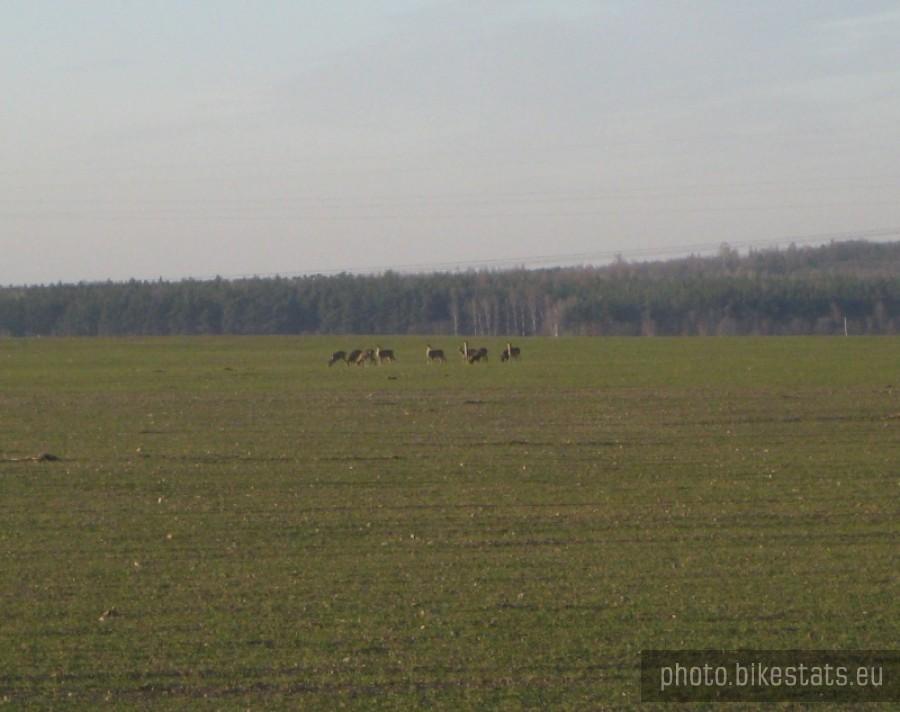Sarny na polu szukają jedzenia.