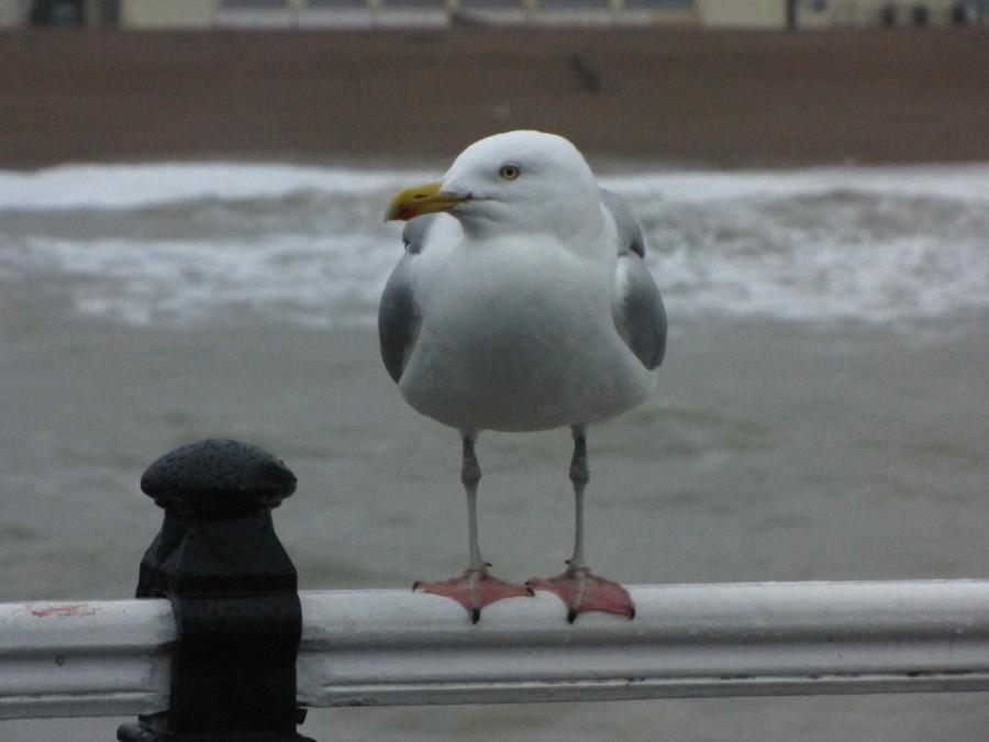 Brighton
