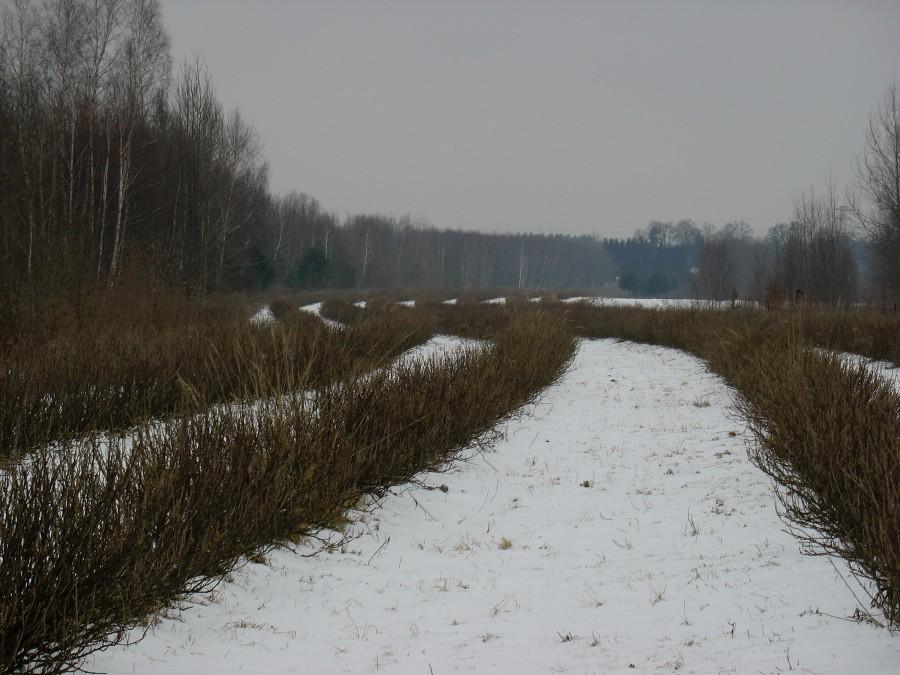 Klarysew - plantacja czarnej porzeczki