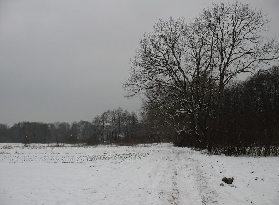 Ścieżka przy Parku Natolińskim