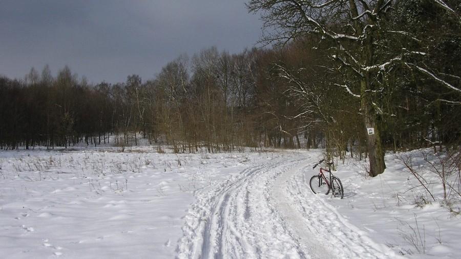 Piękna zima w poznańskim lesie