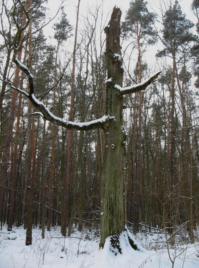 Las Kabacki - usychający dąb