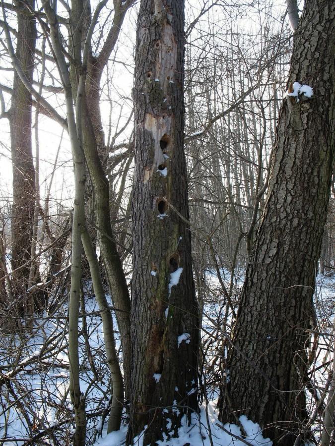 Dzięciołowe drzewo