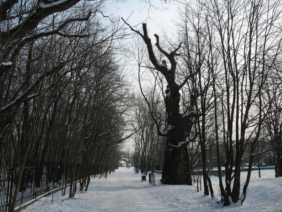 Dąb Mieszko
