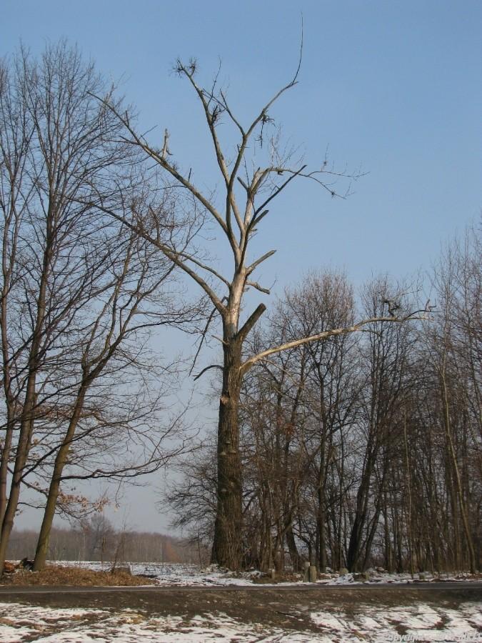 Przerażają mnie takie suche drzewa