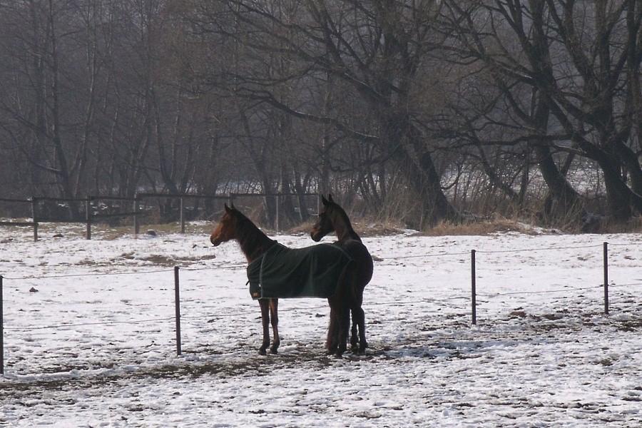 Nawet konie mają ubranka
