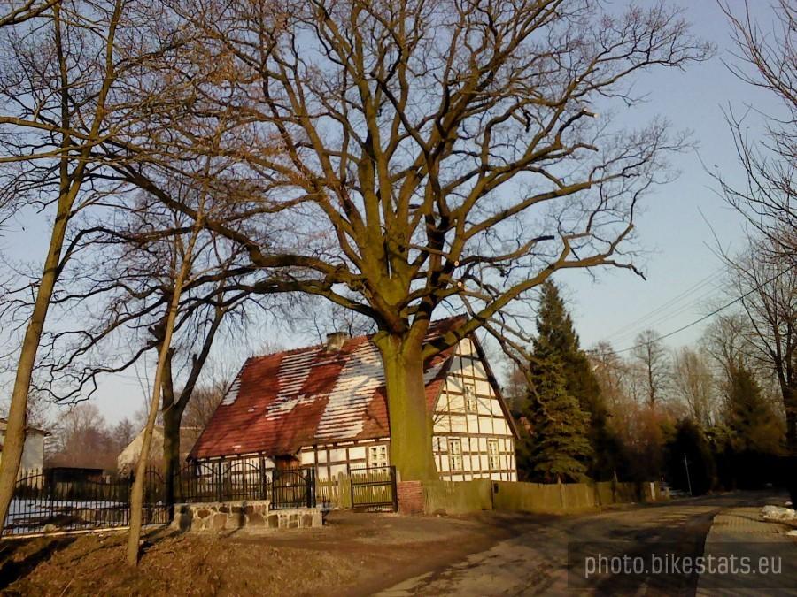 Pomnikowy dąb i zabytkowy dom szachulcowy we wsi Jerzykowo.