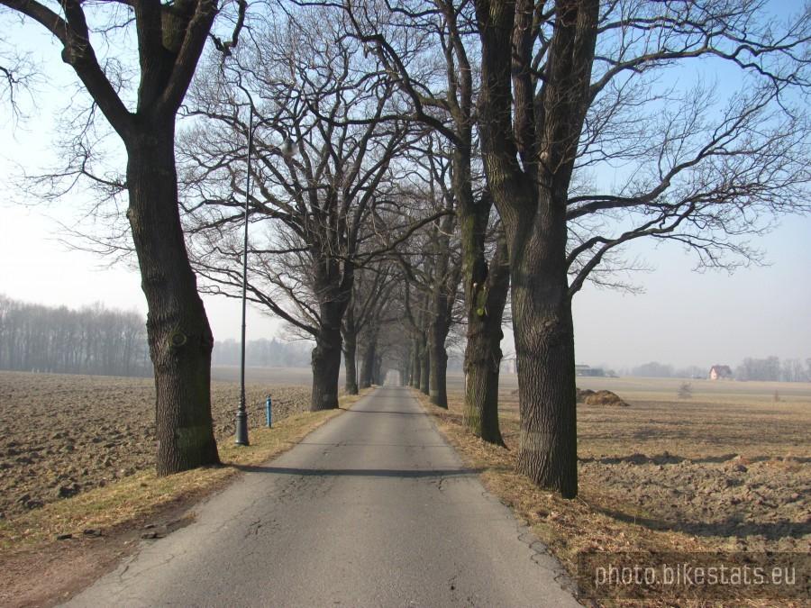 aleja kasztanowa w Ornontowicach