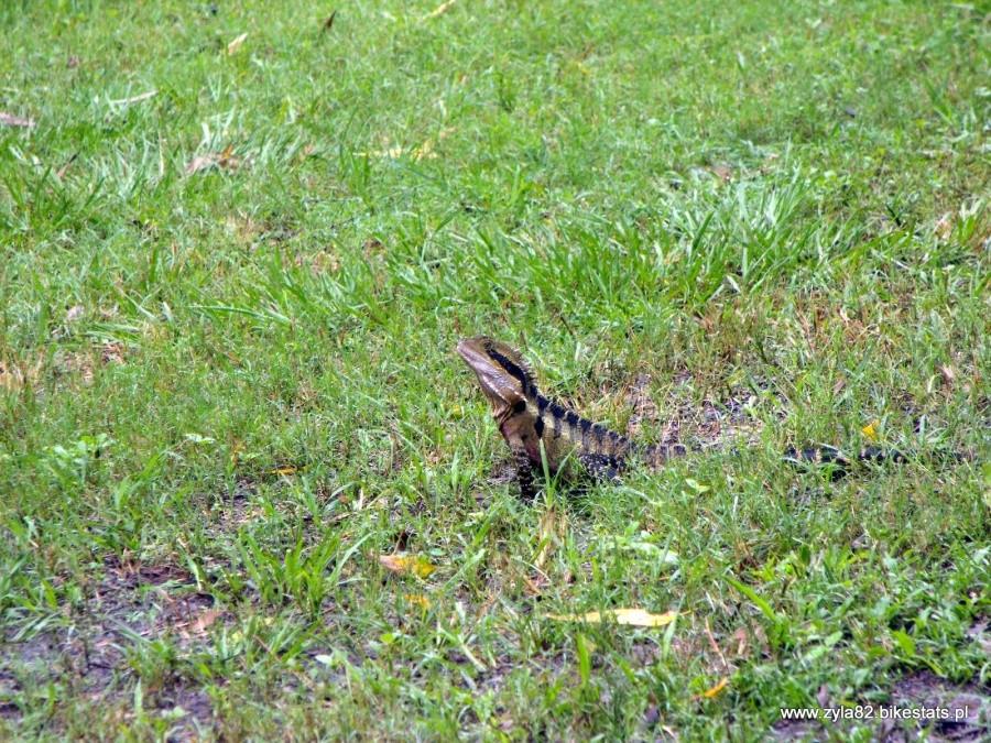 Dragon Lizard
