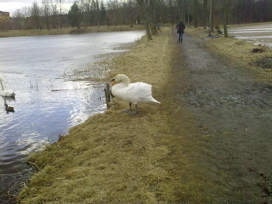 Łabędź