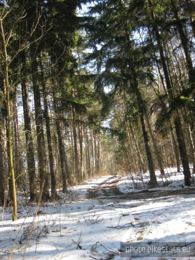 Leśne ścieżki.