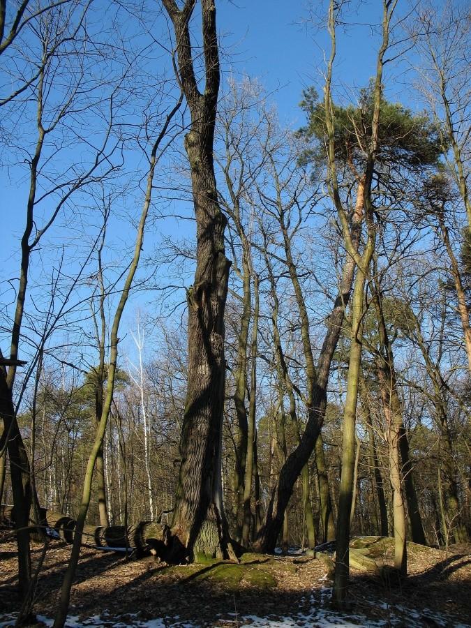Las Kabacki - dąb i sosna