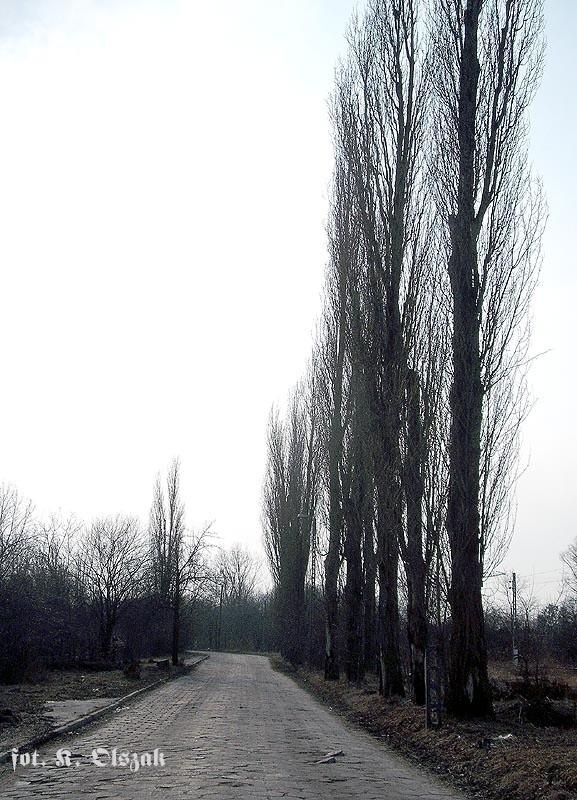 Świat trylinki