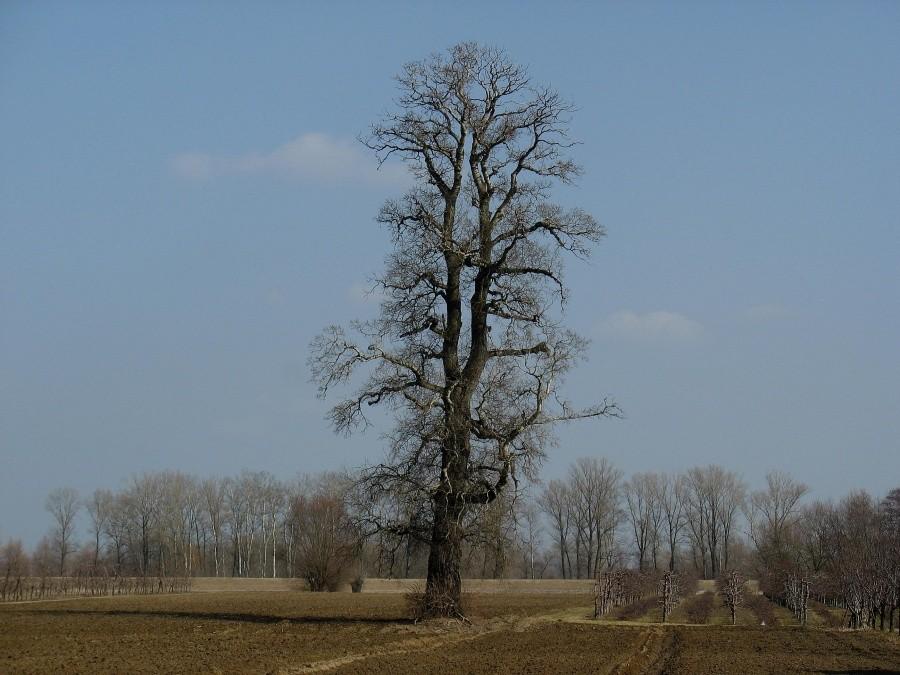 Podłęcze
