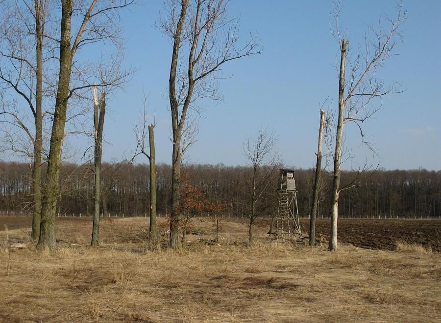 Ambona myśliwska