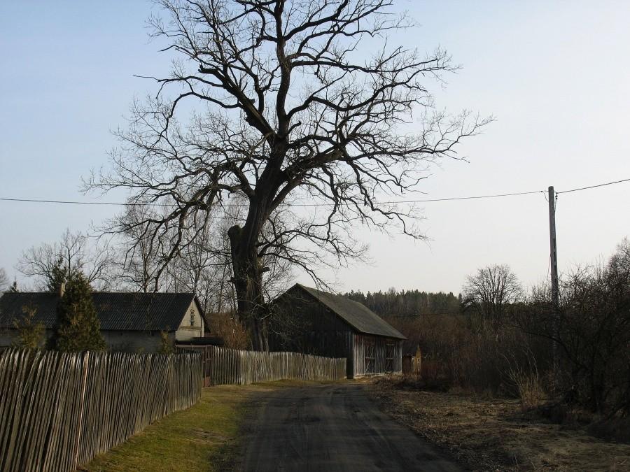 Ponurzyca - Papizy