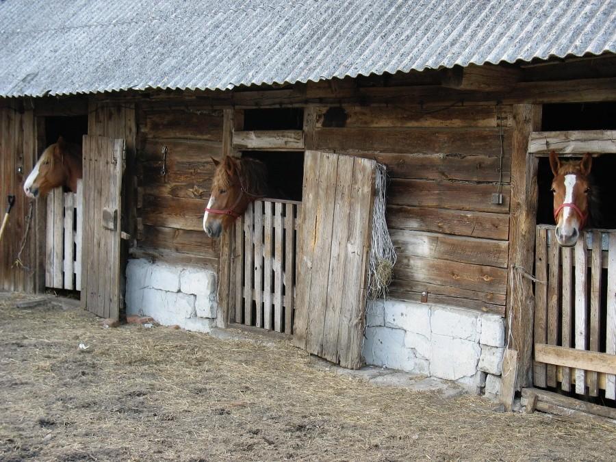 Podbiel - ciekawskie koniki