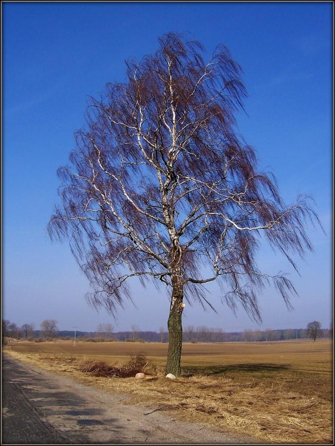 Brzoza na wietrze.