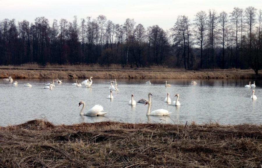 Łabędzie w Kniei