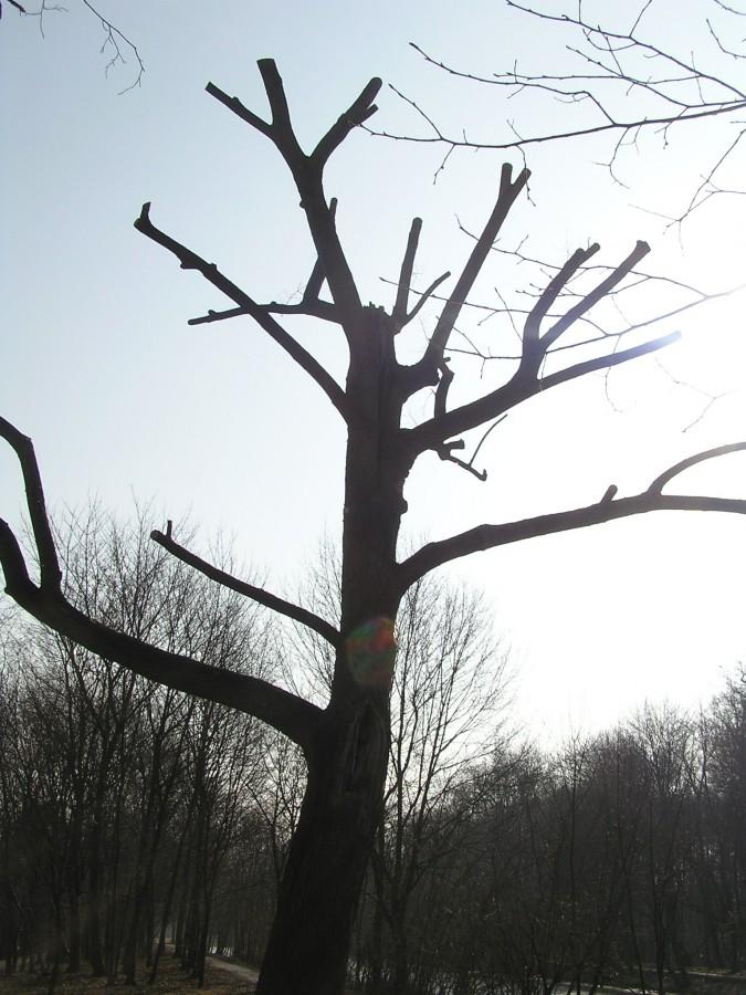 Takie małe bonsai... ktoś miał fantazję...