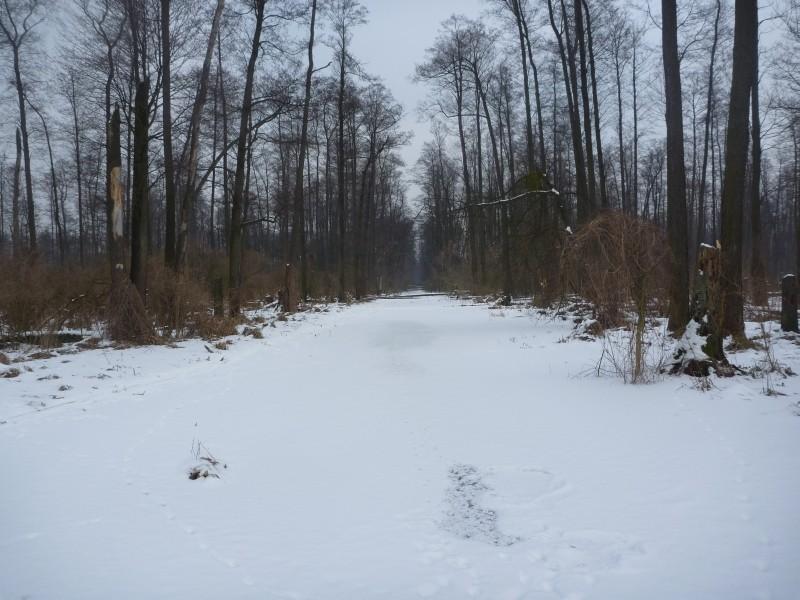 Zamarznięty kanał Zaborowski