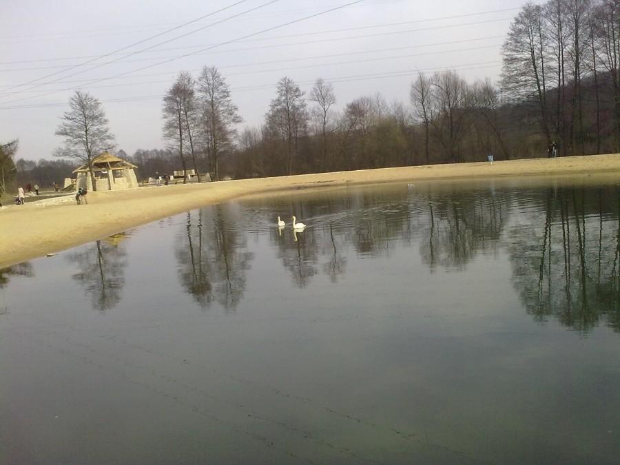 Łabędzie na oczku