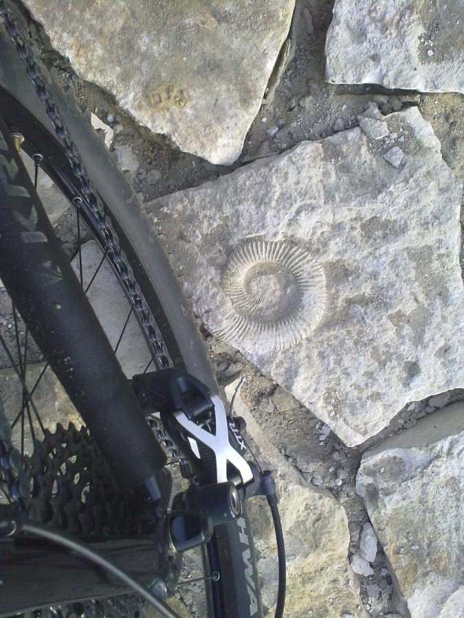 Amonit i XTR